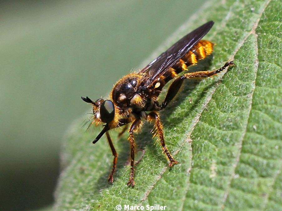 Choreades cf. fulva femmina (Asilidae)